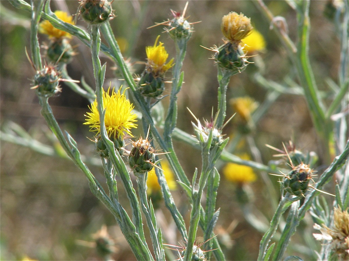 Centaurea solstitialis