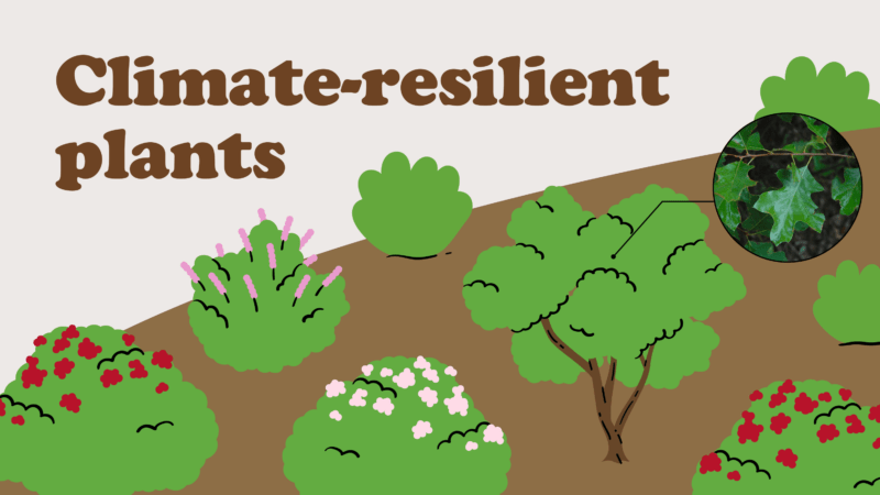 Anatomy of a Chaparral Ecosystem - TreePeople