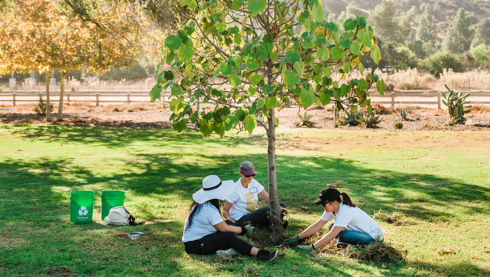 How to Start a Community Tree Care Team in 5 Easy Steps