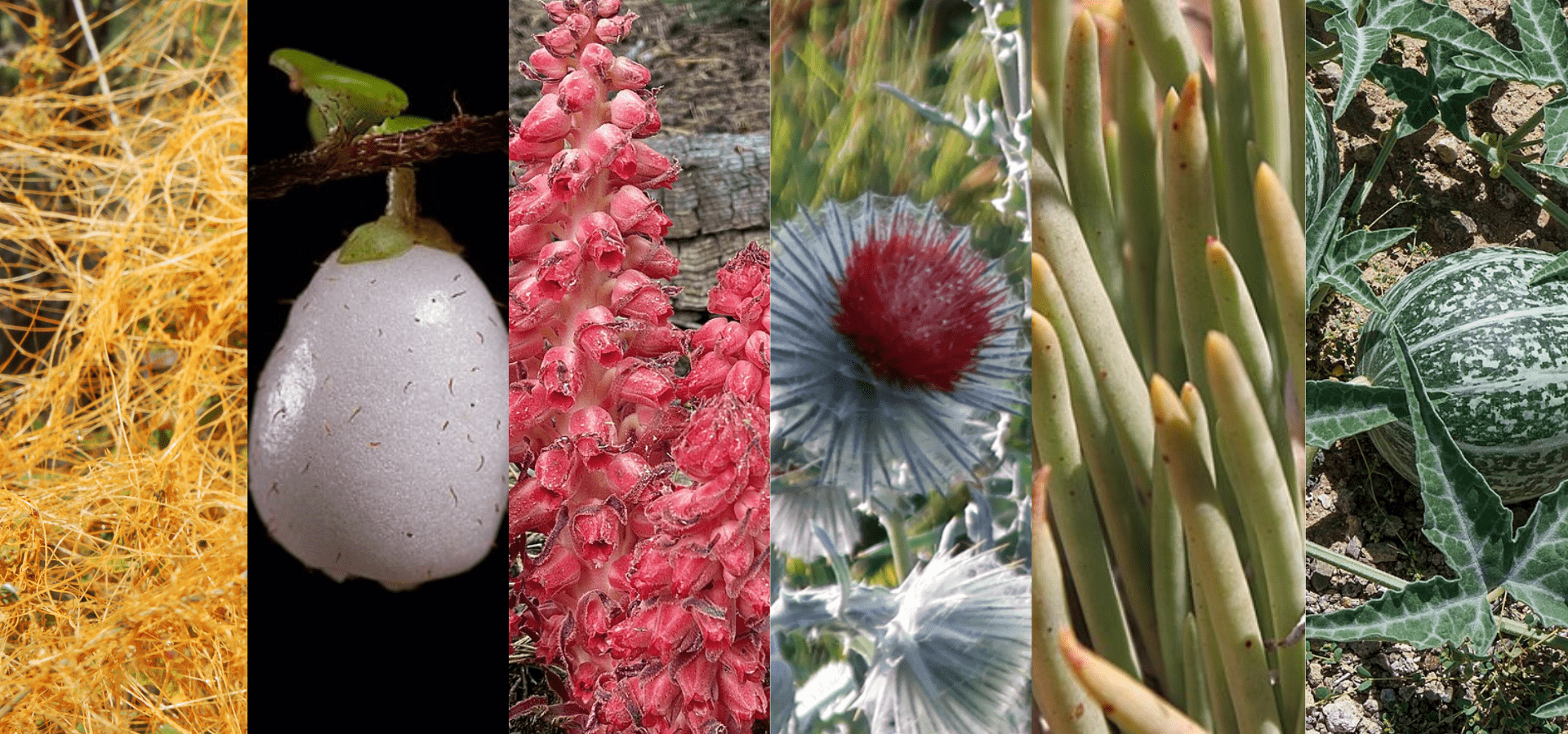 The Five Spookiest Native Plants in SoCal The Five Spookiest Native Plants in SoCal