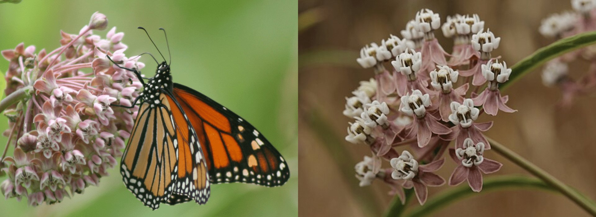 Help us plant THOUSANDS of native milkweed plants to save the western monarchs!