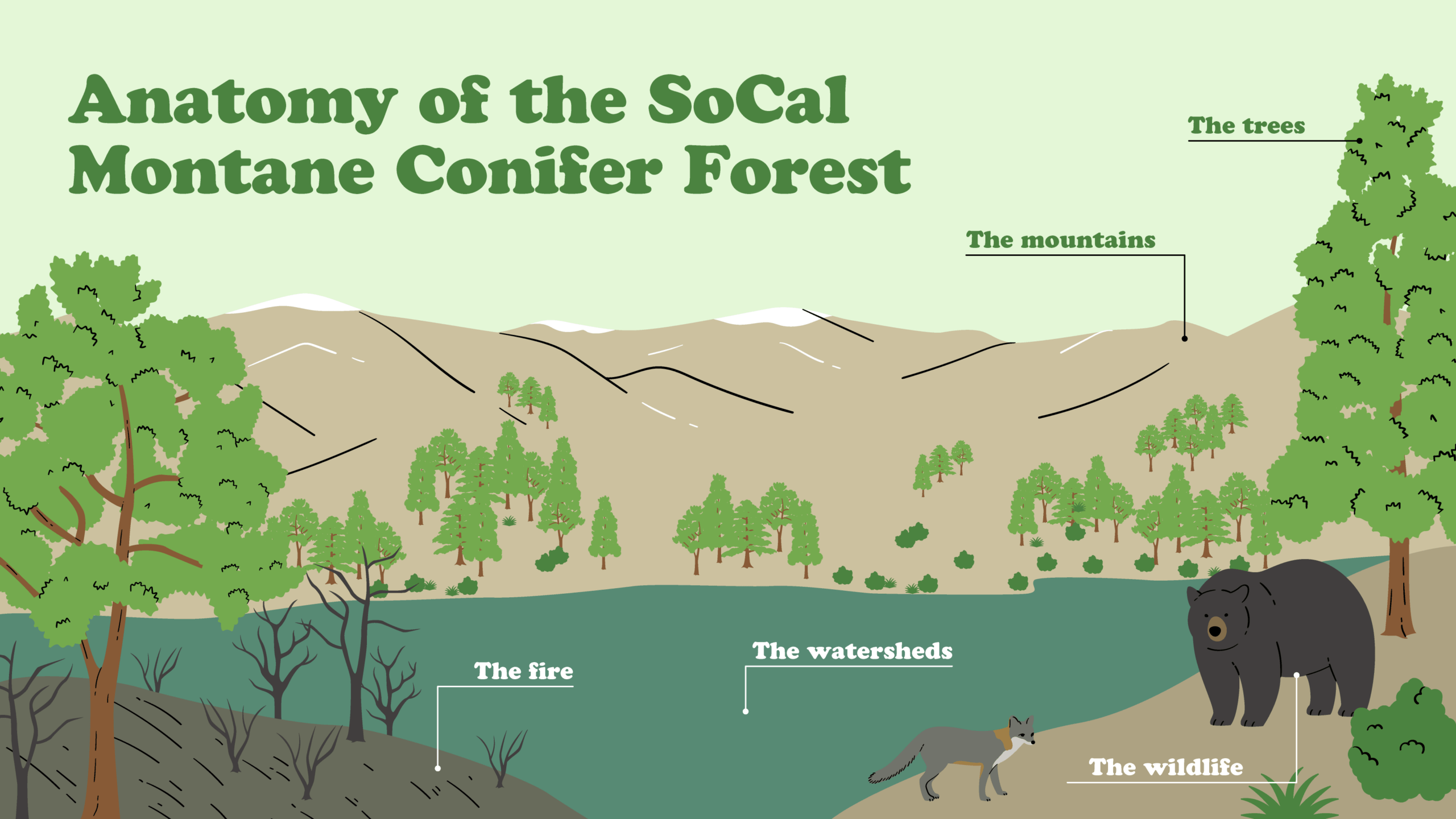 Anatomy of…The SoCal Montane Conifer Forest Anatomy of…The SoCal Montane Conifer Forest